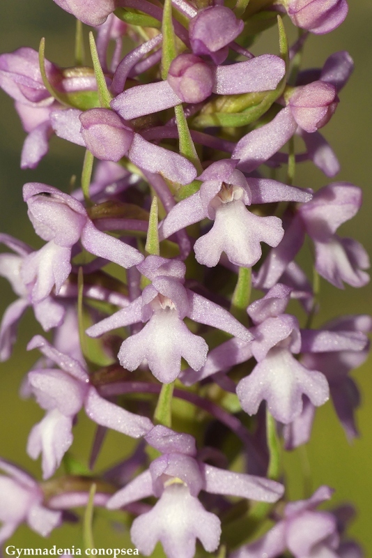 Monte Velino e Monti della Duchessa, le orchidee e la Natura  2024.